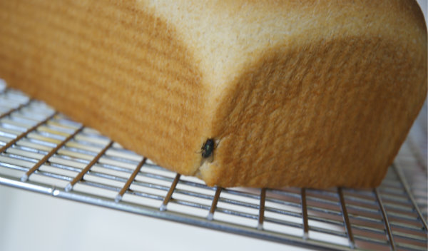 bread with a fly