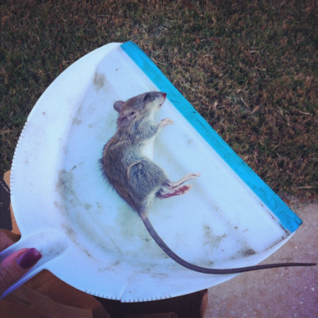 rat in dustpan